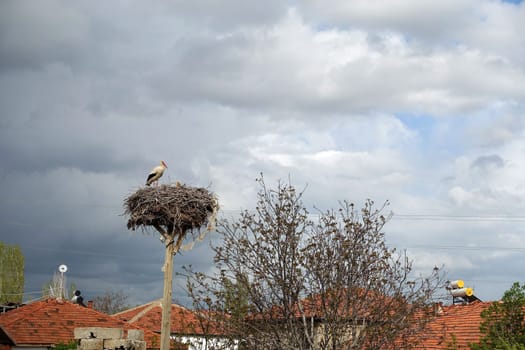 there is a stork's nest and a female stork and a male stork in the nest, in the spring the storks return to their nests,