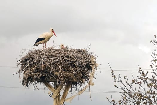 a stork's nest and a brooding female stork and a male stork next to it,