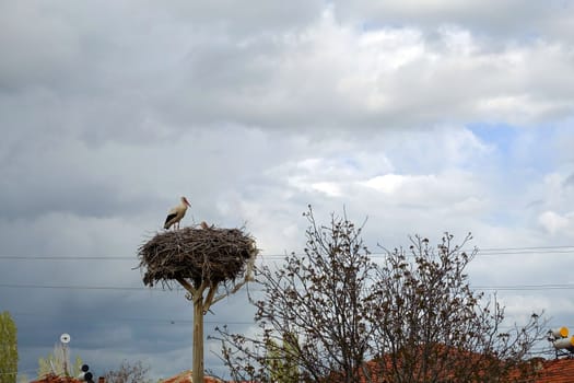 there is a stork's nest and a female stork and a male stork in the nest, in the spring the storks return to their nests,