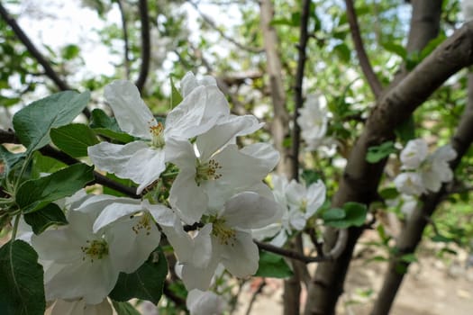 apple tree blooming in spring, apple tree blossom