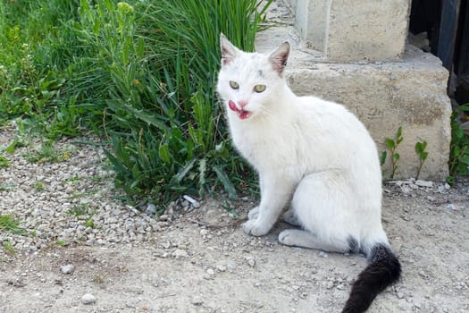 a cat with its tongue out, cute cat sticking out its tongue,