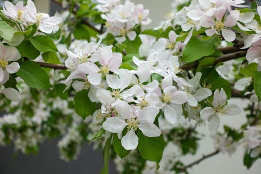 apple tree blooming in spring, apple tree blossom