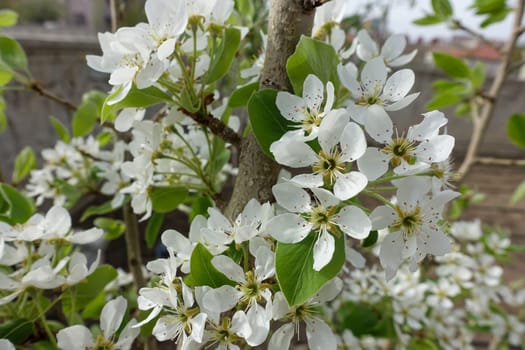 pear tree blooming in spring, pear tree flower,