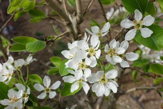 pear tree blooming in spring, pear tree flower,