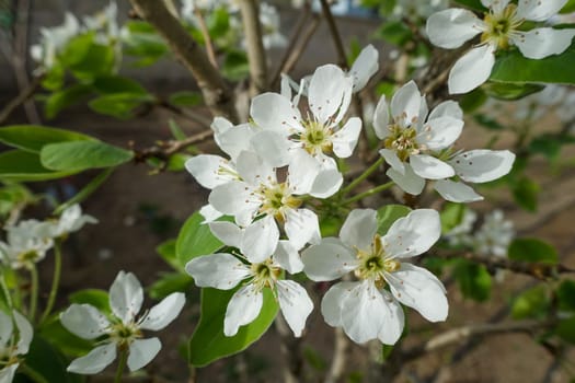 pear tree blooming in spring, pear tree flower,