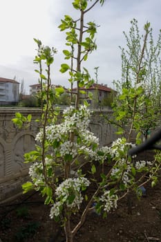 pear tree blooming in spring, pear tree flower,