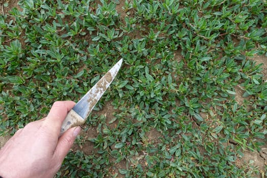 Gathering madımak grass in the field, madımak herb in Turkey, madımak plant for cooking,