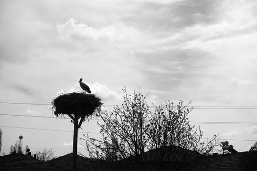 stork silhouette in stork's nest at night, stork silhouette shot,