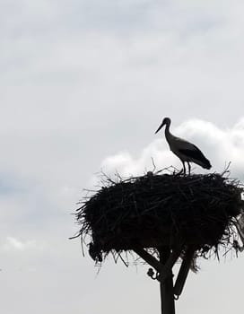 stork silhouette in stork's nest at night, stork silhouette shot,