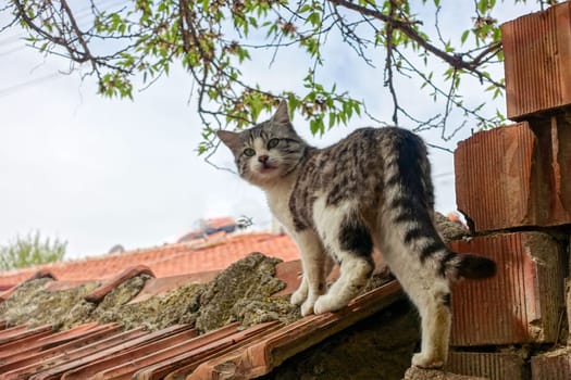 a cat wandering on the wall in the village, the cute country cat,