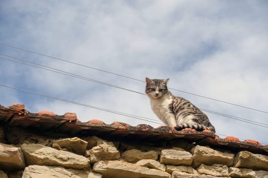 a cat wandering on the wall in the village, the cute country cat,