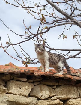 a cat wandering on the wall in the village, the cute country cat,