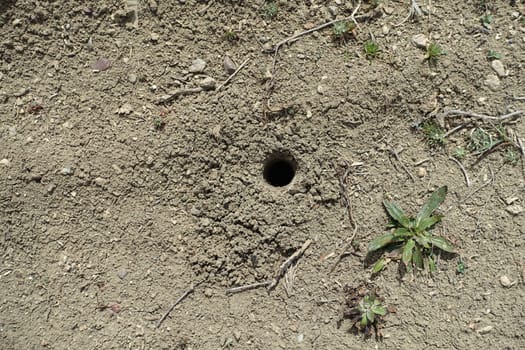 natural animal nests in nature, nests in the soil formed by large insects,