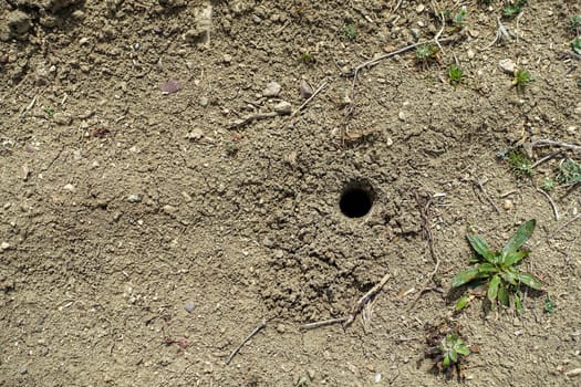 natural animal nests in nature, nests in the soil formed by large insects,