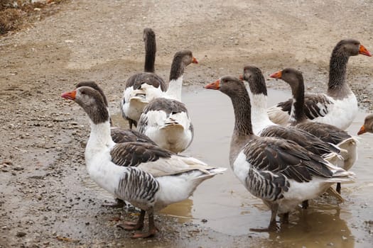 domestic geese in the village,goose roaming and feeding freely in the natural environment,close-up large amount of domestic geese,