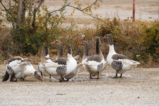 close-up of the geese feeding in the pond in the village, the way the geese are fed,