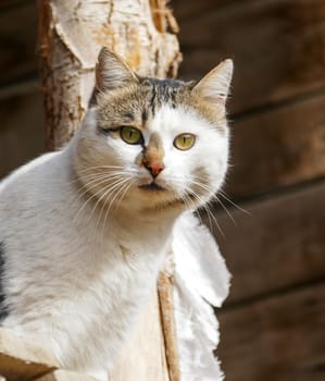 a stray cat standing on the roof,interesting close-up cat photos,shy cat,