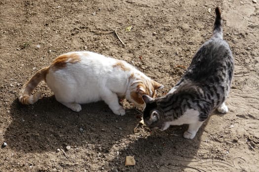 stray cats feeding on waste, stray cats eating something,