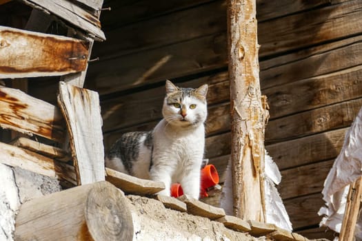 a stray cat standing on the roof,interesting close-up cat photos,shy cat,