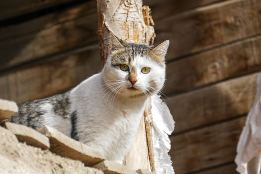 a stray cat standing on the roof,interesting close-up cat photos,shy cat,