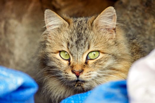 cute hypoallergenic stray cat,siberian cat,Hypoallergenic breed of cat