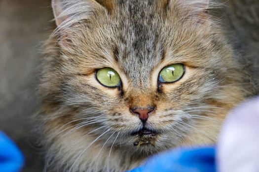 cute hypoallergenic stray cat with mouth injury,siberian cat,Hypoallergenic breed of cat