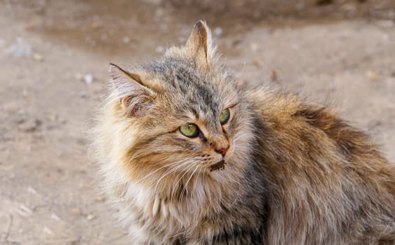 cute hypoallergenic stray cat,siberian cat,Hypoallergenic breed of cat