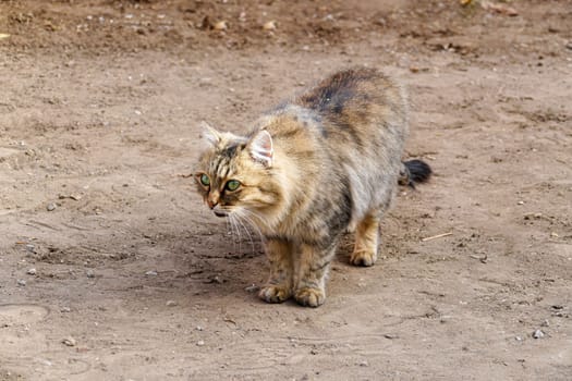 cute hypoallergenic stray cat,siberian cat,Hypoallergenic breed of cat