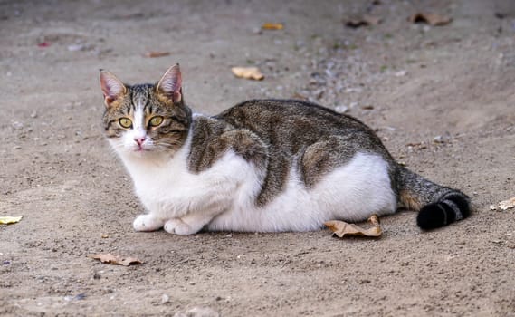 cute cat in white-gray color, street cat sitting on the floor,