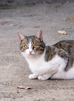 cute cat in white-gray color, street cat sitting on the floor,