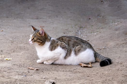 a cat spying on its prey, a cat waiting for a mouse with its ears pricked,