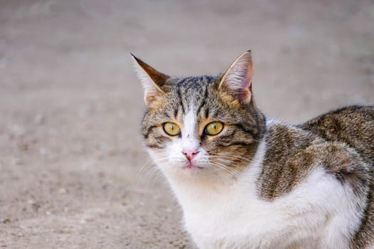 cute cat in white-gray color, street cat sitting on the floor,