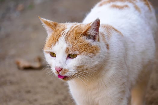 portrait of white-yellow cat,close-up cat with big eyes,cute stray cats,