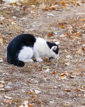 stray cats feeding on waste, stray cats eating something,