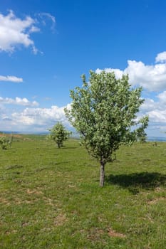 green landscape and single tree view, wonderful spring views,