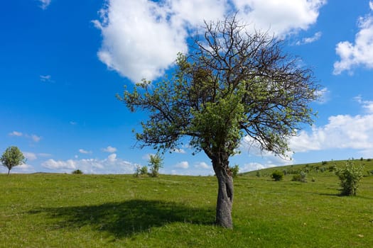 mountain pear tree, wild mountain pear tree,