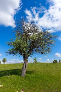 green landscape and single tree view, wonderful spring views,