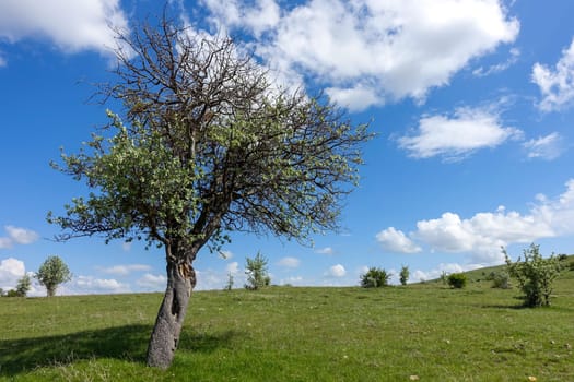 cloudy sky and green landscape, wonderful spring views, green field and hill plateau view,