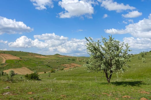 green landscape and single tree view, wonderful spring views,