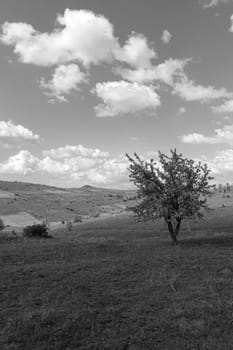 green landscape and single tree view, wonderful spring views,