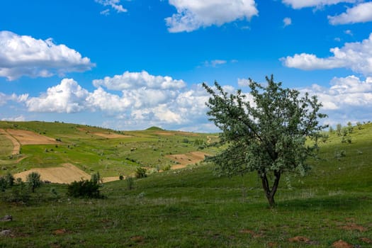 green landscape and single tree view, wonderful spring views,