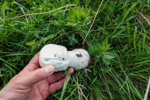 edible natural mushrooms growing in nature with the rains, collecting mushrooms,