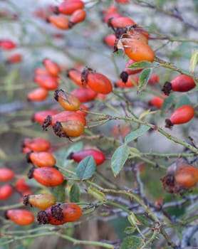 fresh rosehip berries for making marmalade and jam, ripe rosehip berries,