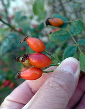 fresh rosehip berries for making marmalade and jam, ripe rosehip berries,