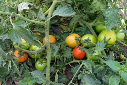 growing tomatoes in close-up soil,green tomatoes ready to ripen,natural tomato cultivation,