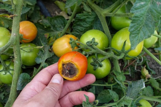 close-up tomato cultivation, tomato diseases, tomato fungal disease, diseased tomatoes,
