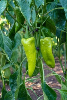 natural capia pepper in the garden, capia pepper is not yet green, immature capia pepper,