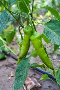 natural capia pepper in the garden, capia pepper is not yet green, immature capia pepper,