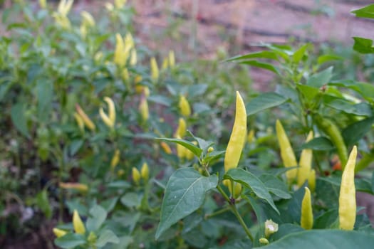 garden fresh cayenne pepper, cayenne pepper, cayenne pepper for pickling, yellow peppers,