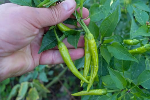 close-up garden fresh cayenne pepper,cayenne pepper,cayenne pepper for pickling,organic yellow peppers,